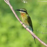 Żołna modrosterna - Merops philippinus - Blue-tailed Bee-eater