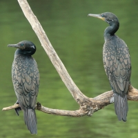 Kormoran indyjski - Phalacrocorax fuscicollis - Indian Cormorant