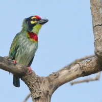 Pstrogłów żółtogardły - Psilopogon haemacephalus - Coppersmith Barbet