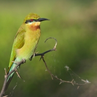 Żołna modrosterna - Merops philippinus - Blue-tailed Bee-eater