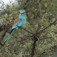 Kraska abisyńska - Coracias abyssinicus - Abyssinian Roller