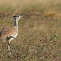 Drop arabski - Ardeotis arabs - Arabian Bustard