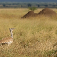Drop arabski - Ardeotis arabs - Arabian Bustard