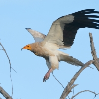 Ścierwnik - Neophron percnopterus - Egyptian Vulture