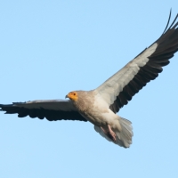 Ścierwnik - Neophron percnopterus - Egyptian Vulture