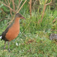 Rudowodnik - Rougetius rougetii - Rouget's Rail