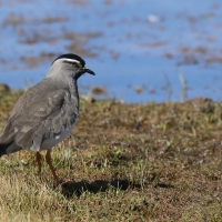 Czajka czarnogłowa - Vanellus melanocephalus - Spot-breasted Lapwing