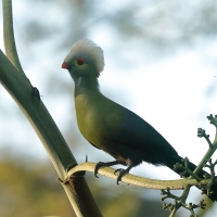 Turak etiopski - Tauraco ruspolii - Ruspoli's Turaco