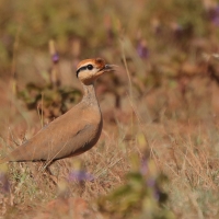 Rączak mały - Cursorius temminckii - Temminck's Courser