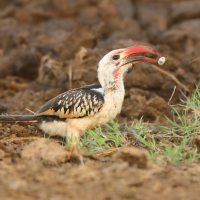 Toko białogrzbiety - Tockus erythrorhynchus - Northern Red-billed Hornbill