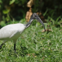 Ibis czczony - Threskiornis aethiopicus - Sacred Ibis