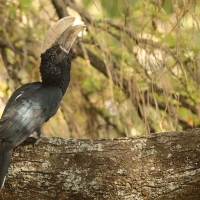 Dzioborożec srebrnolicy - Bycanistes brevis - Silvery-cheeked Hornbill