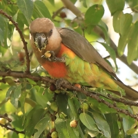 Afrykanka krasnopierśna - Poicephalus rufiventris  - Red-bellied Parrot