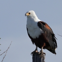 Rybożer afrykański- African Fish Eagle