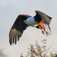 Rybożer afrykański- African Fish Eagle
