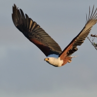 Rybożer afrykański- African Fish Eagle