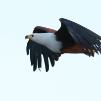 Rybożer afrykański- African Fish Eagle