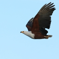 Rybożer afrykański- African Fish Eagle