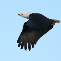 Rybożer afrykański- African Fish Eagle