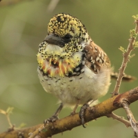 Brodal ciemnodzioby - Trachyphonus darnaudii usambiro - Usambiro Barbet