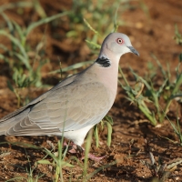 Synogarlica okularowa - Streptopelia decipiens - African Mourning Dove