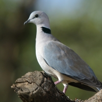 Synogarlica popielata - Streptopelia capicola - Ring-necked Dove