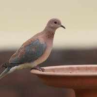 Synogarlica senegalska - Streptopelia senegalensis - Laughing Dove