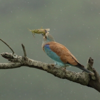 Kraska zwyczajna - Coracias garrulus - European Roller