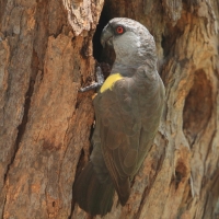Afrykanka niebieskorzytna - Poicephalus rueppellii - Rüppell's Parrot