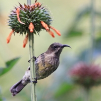 Nektarnik ozdobny - Cinnyris erythrocercus - Red-chested Sunbird
