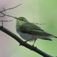 Świstunka - Rhadina sibilatrix - Wood Warbler