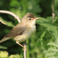 Łozówka - Acrocephalus palustris - Marsh Warbler