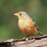 Ortolan - Emberiza hortulana - Ortolan Bunting