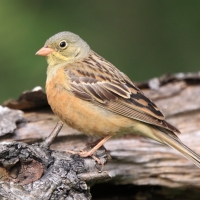 Ortolan - Emberiza hortulana - Ortolan Bunting