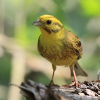 Trznadel - Emberiza citrinella - Yellowhammer