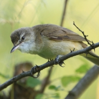 Trzciniak - Acrocephalus arundinaceus - Great Reed-Warbler