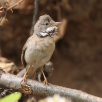 Cierniówka - Sylvia communis - Common Whitethroat