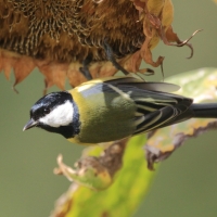 Bogatka - Parus major - Great Tit
