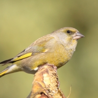 Dzwoniec - Chloris chloris - Greenfinch