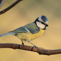 Modraszka - Cyanistes caeruleus - Blue Tit