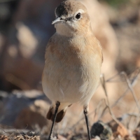 Pokląskwa - Saxicola rubetra - Whinchat