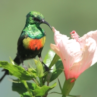 Nektarnik piękny - Cinnyris pulchellus - Beautiful Sunbird