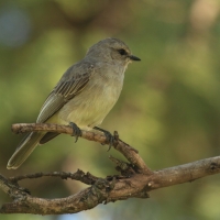 Mucharka szara - Bradornis microrhynchus - African Grey Flycatcher