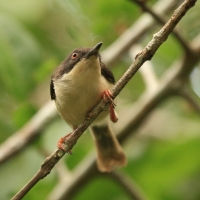 Nikornik żałobny - Apalis melanocephala - Black-headed Apalis
