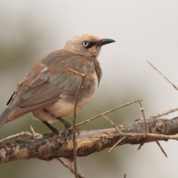Błyszczak szarawy - Lamprotornis fischeri - Fischer's Starling