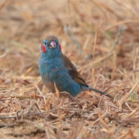 Motylik krasnouchy - Uraeginthus bengalus - Red-cheeked Cordon-bleu