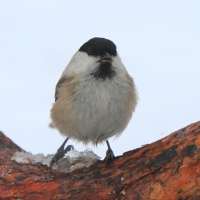 Czarnogłówka - Poecile montanus - Willow Tit
