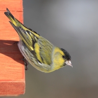 Czyż - Spinus spinus - Eurasian Siskin
