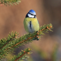 Modraszka - Cyanistes caeruleus - Blue Tit
