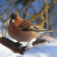 Zięba - Fringilla coelebs - Common Chaffinch